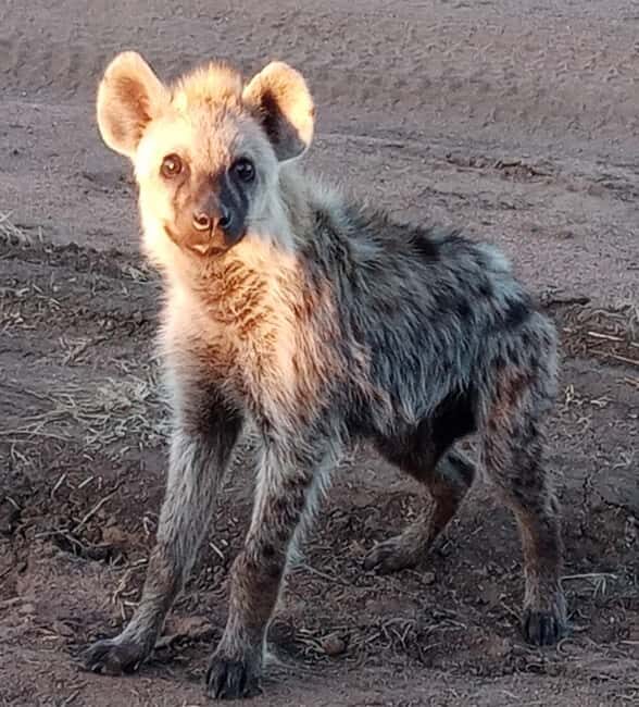 Arusha: 4-Day Budget Camping Safari - Practical Tips for Travelers