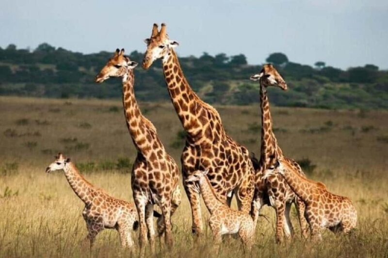 Arusha: 4-Day Ndutu Migration Safari and Ngorongoro Crater - Final Thoughts on Value and Suitability
