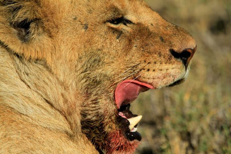 Arusha: 4-Day Ngorongoro, Tarangire, and Materuni Lodge Tour - Key Points