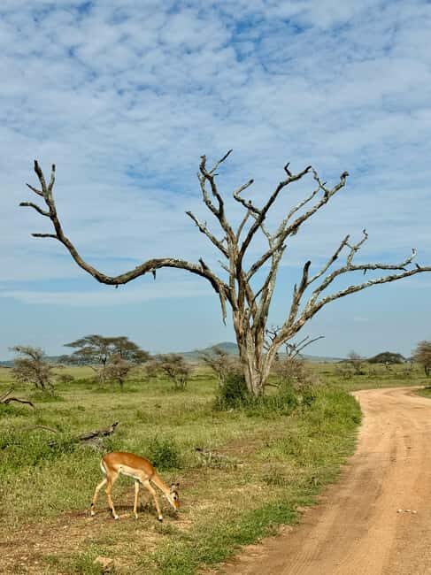 Arusha: 4-Day Ngorongoro, Tarangire, and Materuni Lodge Tour - The Itinerary Breakdown: What You Can Expect