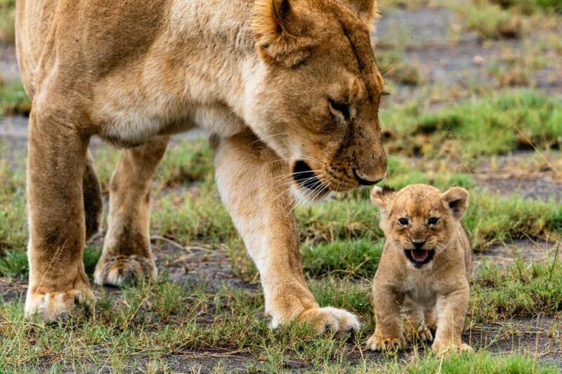 Arusha: 4-Day Ngorongoro, Tarangire, and Materuni Lodge Tour - Who Is This Tour Best For?