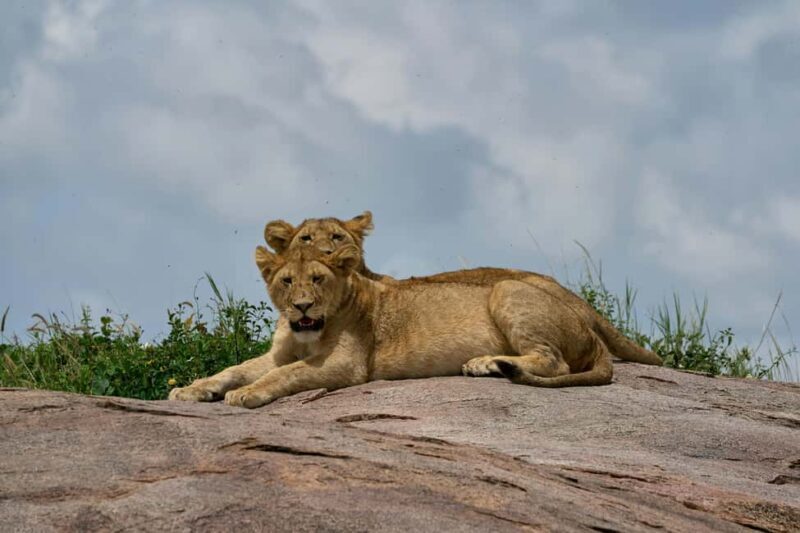 Arusha: 4-Day Ngorongoro, Tarangire, and Materuni Lodge Tour - Final Thoughts