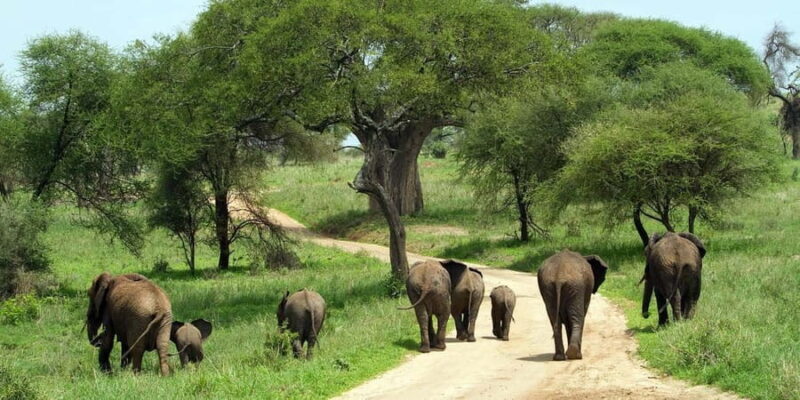 Arusha: 4-Day Safari to Tarangire, Ngorongoro & Lake Manyara - FAQ