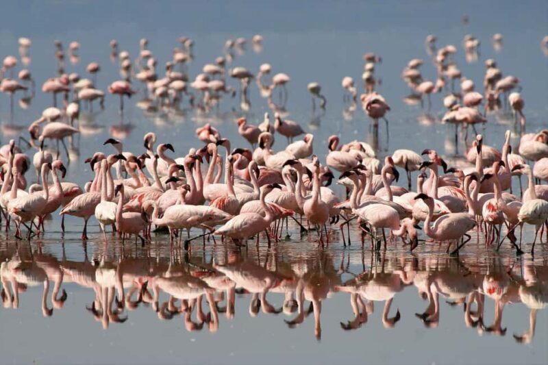 Arusha: 4-Day Safari to Tarangire, Ngorongoro & Lake Manyara - The Value of This Safari