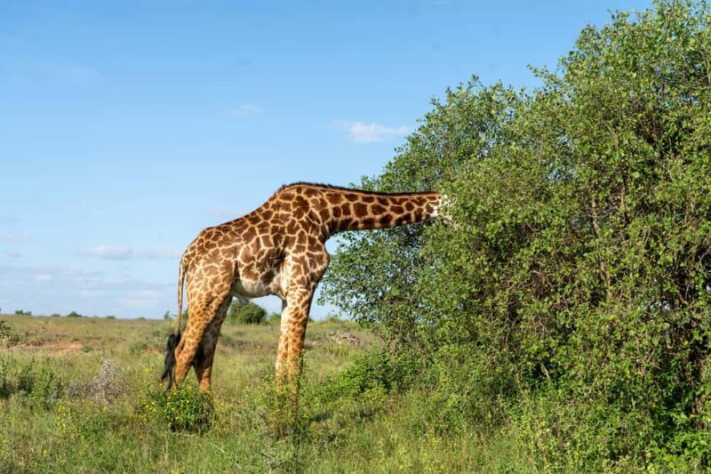 Arusha: 4-Day Safari to Tarangire, Serengeti, and Ngorongoro - The Highlights of the 4-Day Safari Experience