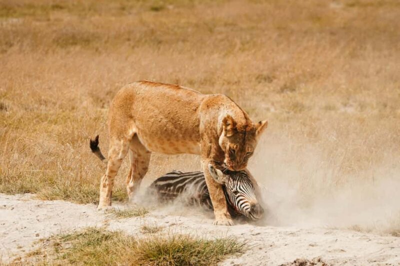 Arusha: 4-Day Safari to Tarangire, Serengeti, and Ngorongoro - Practical Tips for a Smooth Safari