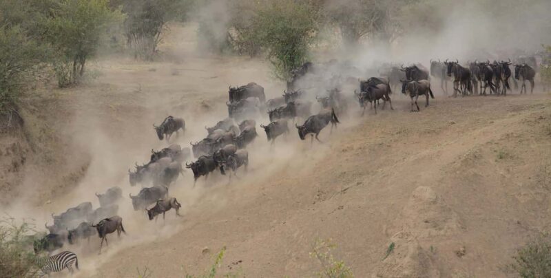 Arusha: 4-Day Safari to Tarangire, Serengeti, and Ngorongoro - Who Should Consider This Safari?