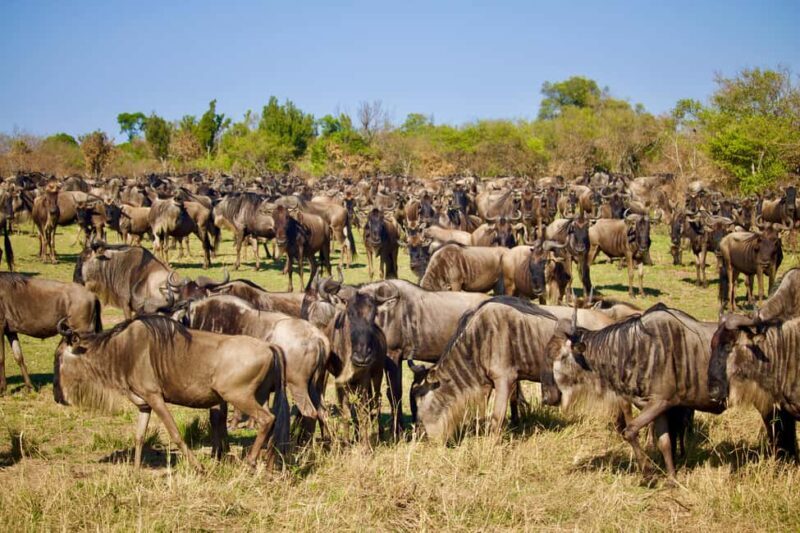 Arusha: 4-Day Safari to Tarangire, Serengeti, and Ngorongoro - FAQs