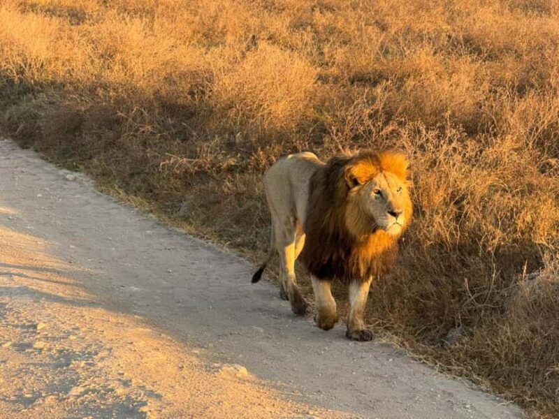 Arusha: 4-Day Safari to Tarangire, Serengeti, and Ngorongoro - Key Points