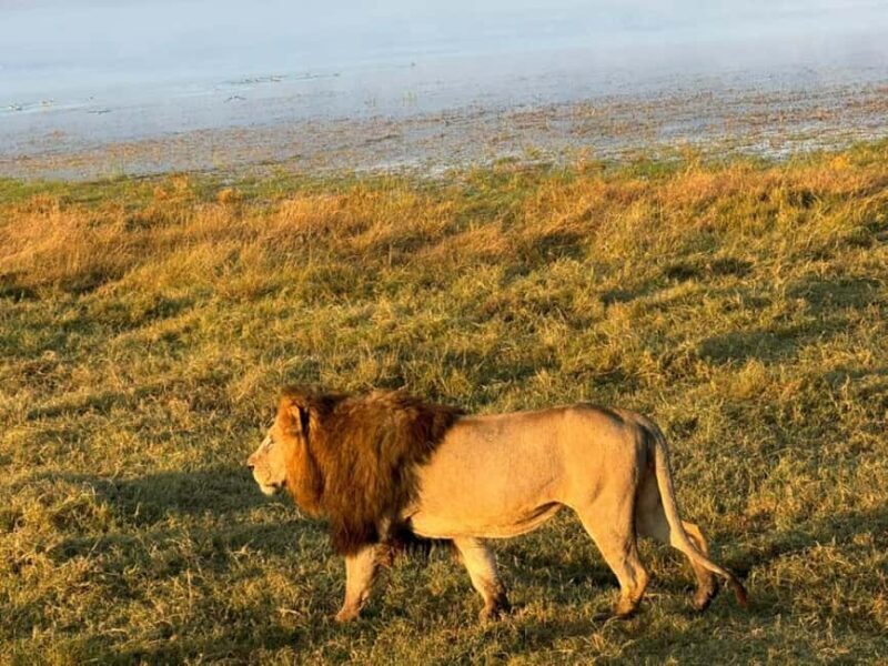 Arusha: 4-Day Safari to Tarangire, Serengeti, and Ngorongoro - A Closer Look at the 4-Day Itinerary