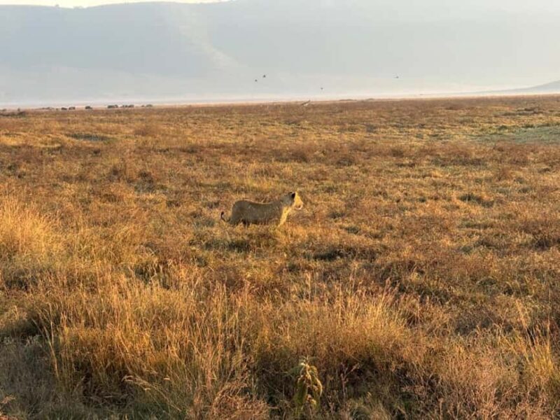 Arusha: 4-Day Safari to Tarangire, Serengeti, and Ngorongoro - Price & Value Analysis