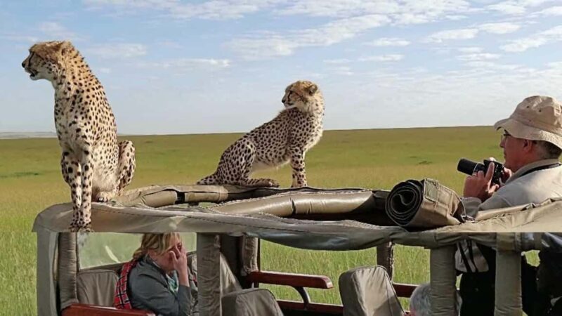 Arusha: 4-Day Safari to Tarangire, Serengeti and Ngorongoro - Introduction