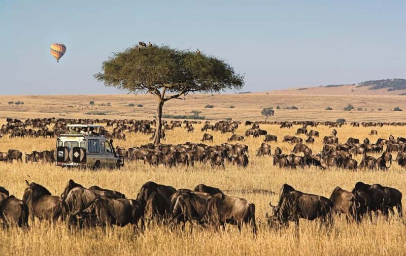 Arusha: 4-Day Safari to Tarangire, Serengeti and Ngorongoro - What Makes This Safari a Good Choice?