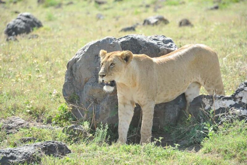 Arusha: 4-Day Safari with Full-Board Accommodations - Key Points