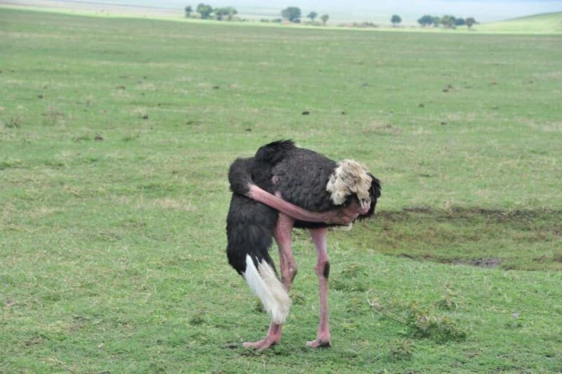 Arusha: 4-Day Safari with Full-Board Accommodations - The Itinerary in Detail: What to Expect