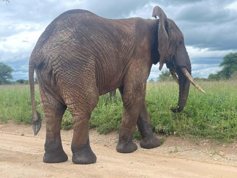Arusha: 4-Day Safari with Full-Board Accommodations - Practical Tips for Your Safari