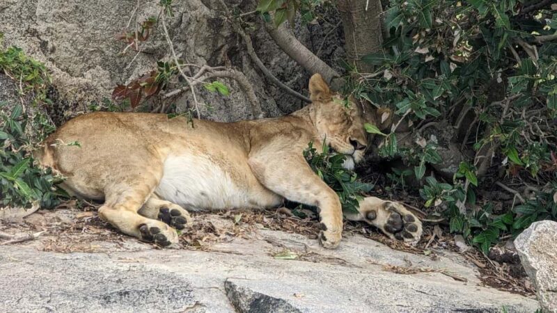 Arusha: 4-Day Tarangire, Serengeti, and Ngorongoro Safari - Key Points