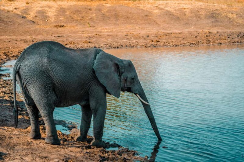 Arusha: 4 Days safari to Tarangire, Serengeti & Ngorongoro - Key Points