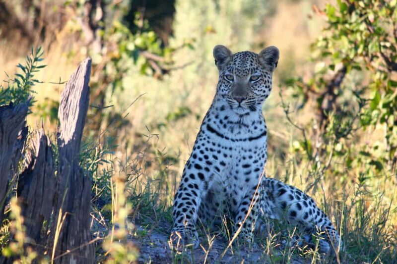 Arusha: 4 Days safari to Tarangire, Serengeti & Ngorongoro - Introduction to the Safari Experience
