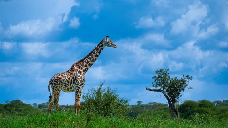 Arusha: 4 Days safari to Tarangire, Serengeti & Ngorongoro - What Sets This Safari Apart