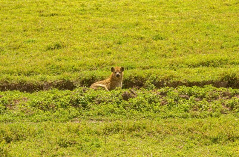 Arusha: 4 Days safari to Tarangire, Serengeti & Ngorongoro - Who Would This Tour Suit Best?