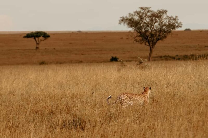 Arusha: 4 Days Safari to Tarangire, Serengeti & Ngorongoro - Exploring the Itinerary in Depth