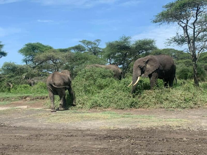 Arusha: 4 Days Safari to Tarangire, Serengeti & Ngorongoro - FAQ
