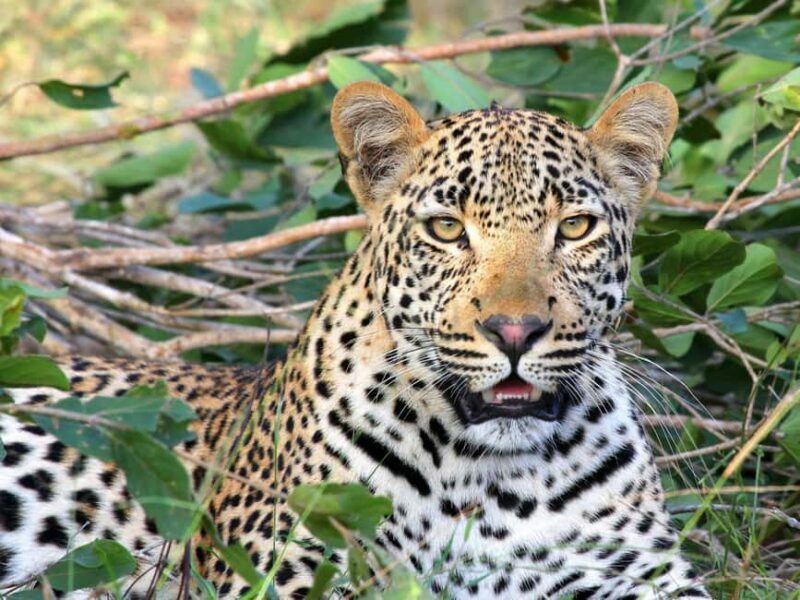 Arusha: 5-Day Big Five Tanzania Safari Adventure - Introduction to the Safari Experience