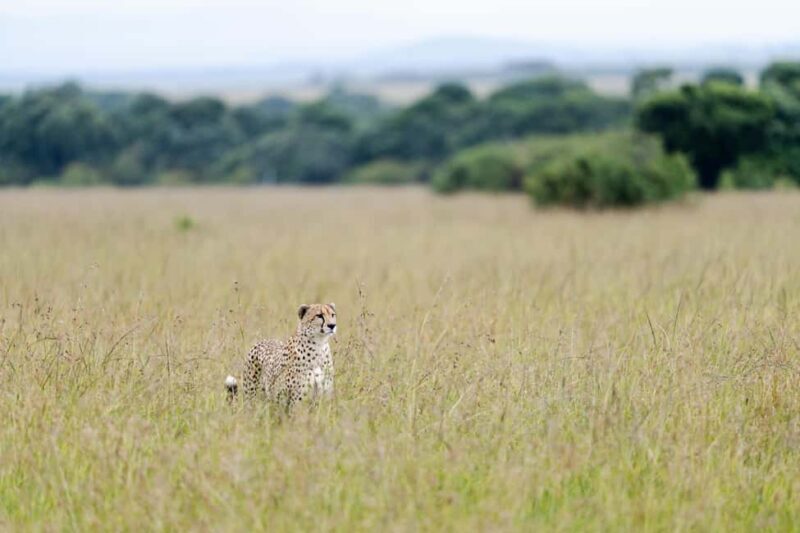 Arusha: 5-Day Big Five Tanzania Safari Adventure - What to Bring and Important Tips