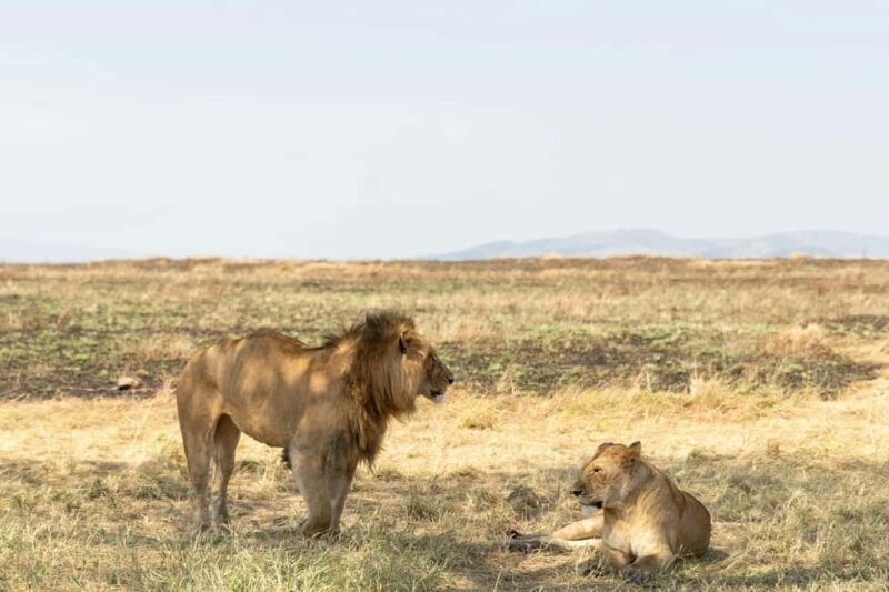 Arusha: 5-Day Big Five Tanzania Safari Adventure - The Sum Up