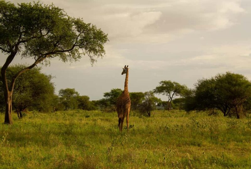 Arusha: 5-Day Big Five Tanzania Safari Adventure - FAQ