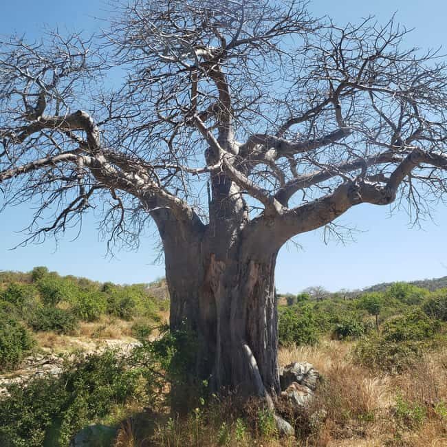 Arusha: 5-Day Budget Tanzania Safari - Why We Love This Safari