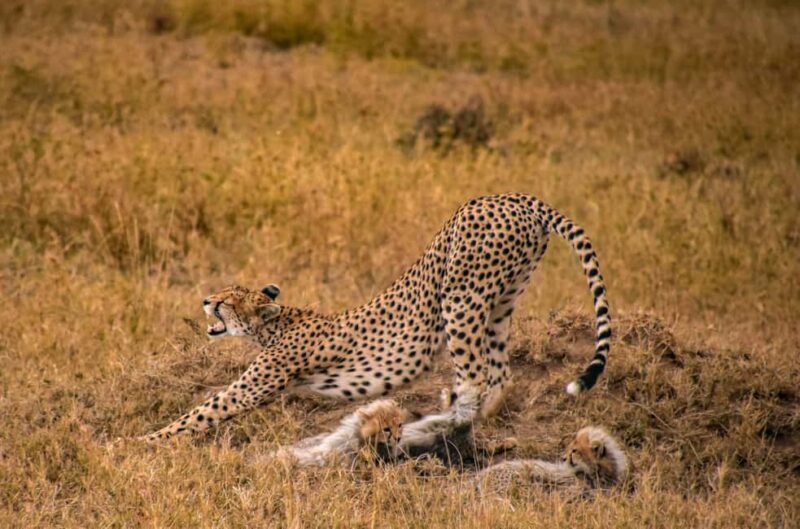 Arusha: 5-Day Joining Safari with Mount Kilimanjaro Day Hike - Who Is This Tour Best For?