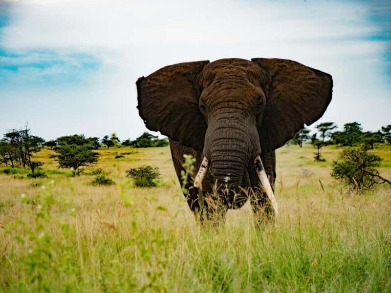 Arusha: 5-Day Private Mid Range Safari with Eyasi And Natron - A Complete Look at the 5-Day Private Tanzania Safari with Eyasi and Natron