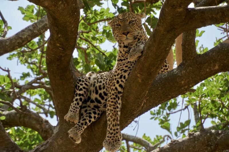 Arusha: 5-Day Private Mid Range Safari with Eyasi And Natron - Key Points