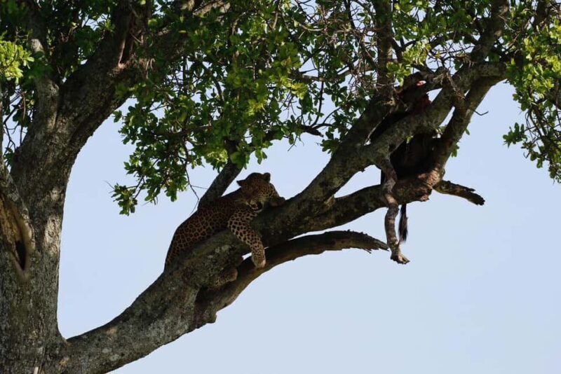 Arusha: 5-Day Safari to Tarangire, Lake Manyara, and - Key Points