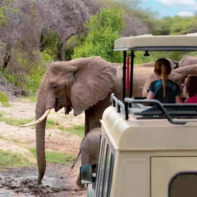 Arusha: 5-Day Safari to Tarangire, Serengeti, and Ngorongoro - Who Should Consider This Safari?