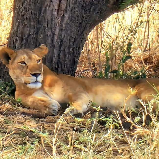 Arusha: 5-Day Safari to Tarangire, Serengeti, and Ngorongoro - FAQs