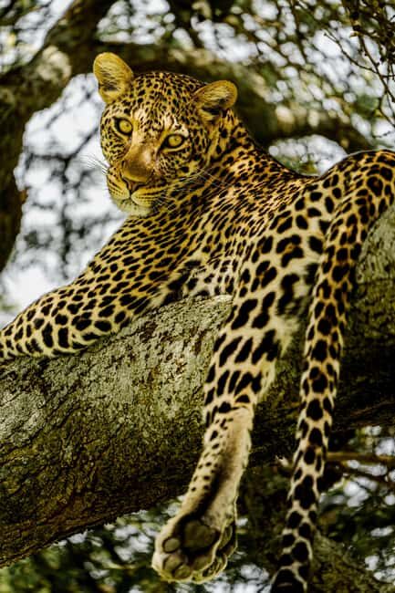 Arusha: 5-Day Safari to Tarangire, Serengeti, and Ngorongoro - A Balanced Look at the 5-Day Tanzanian Safari