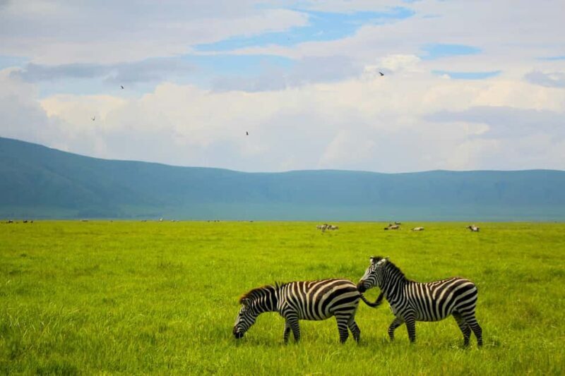 Arusha: 5-Day Safari to Tarangire, Serengeti, and Ngorongoro - Final Thoughts: Is This Tour for You?