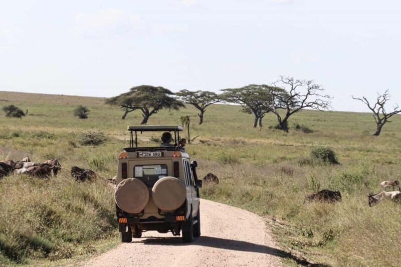 Arusha: 5-Day Serengeti National Park Tent Safari - Key Points