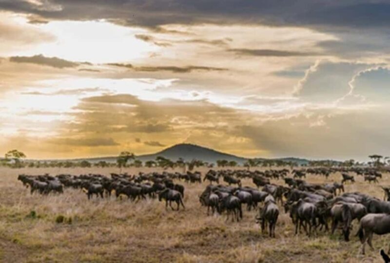 Arusha: 5-Day Serengeti National Park Tent Safari - Exploring the Itinerary: What Makes Each Day Special