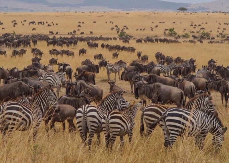 Arusha: 5-Day Wildebeest Migration Safari with Accommodation - An In-Depth Look at the Itinerary