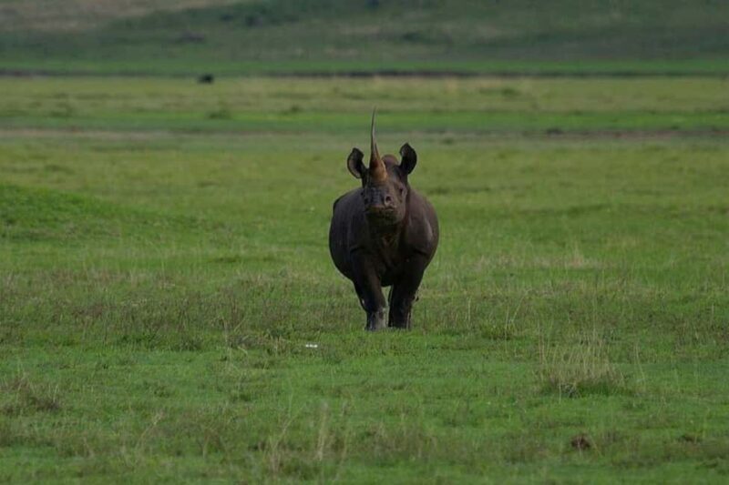 Arusha: 5 Days Safari to Lake Manyara, Serengeti, Ngorongoro - Key Points