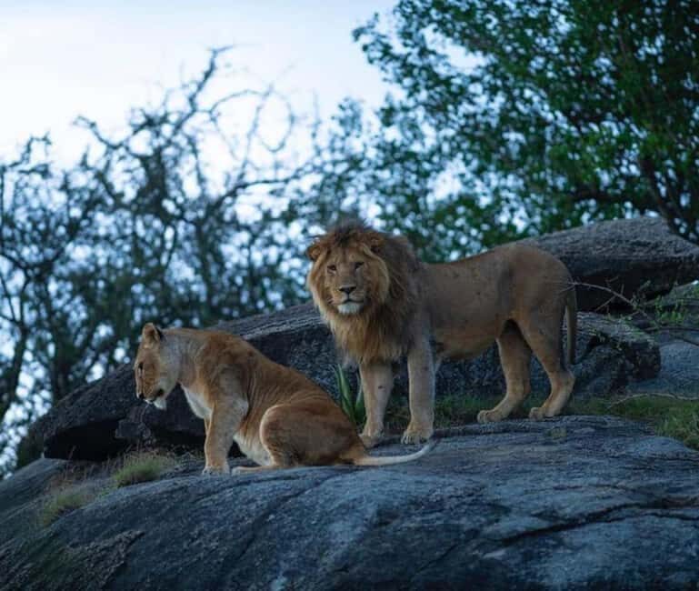 Arusha: 5 Days Safari to Lake Manyara, Serengeti, Ngorongoro - Final Thoughts: Who Will Love This Safari?