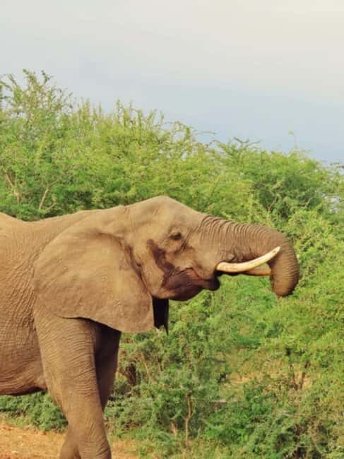 Arusha: 5 Days Safari to Lake Manyara, Serengeti, Ngorongoro - FAQ