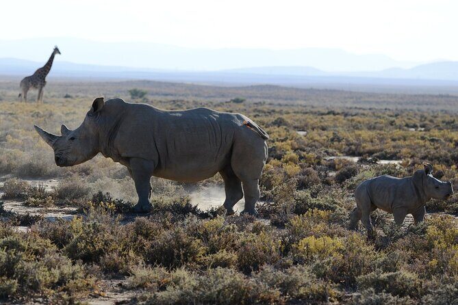 Arusha: 5 days Safari Trip Tarangire, Lake Manyara and Ngorongoro - In Summary