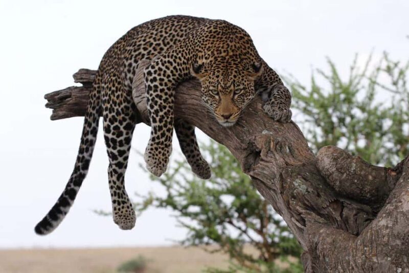 Arusha: 6-Day Best of Northern Circuit Adventure Safari - Key Points