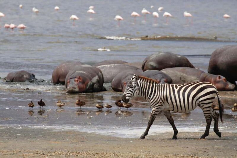 Arusha: 6-Day Best of Northern Circuit Adventure Safari - Exploring the Itinerary in Detail