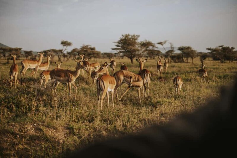 Arusha: 6-Day Great Migration Midrange Safari - Key Points